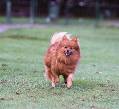 Happy Dog Running Free Stock Photo Public Domain Pictures