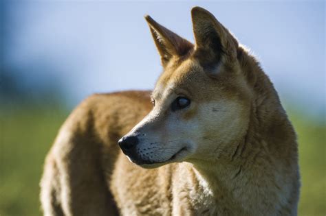 Dingo Dog