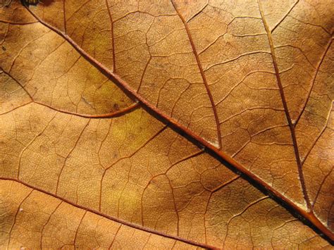 Free Photo Leaf Texture Brown Detail Golden Free Download Jooinn
