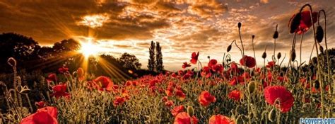 Flowers Poppy Red 15 Facebook Cover Timeline Photo Banner For Fb