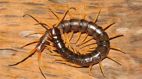 Beware This Massive New Poisonous Centipede Insidehook