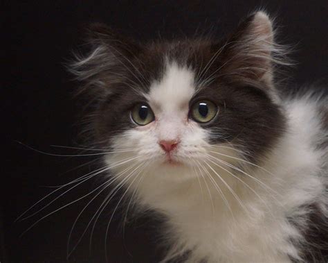 Available Kittens