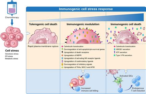 Frontiers From Immunogenic Cell Death To Immunogenic Modulation