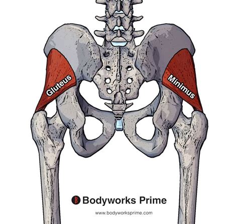 Gluteus Minimus Muscle Anatomy Bodyworks Prime