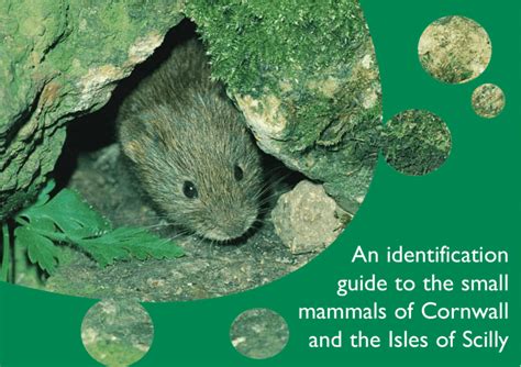 An Identification Guide To The Small Mammals Of