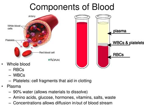4 Main Parts Of Blood
