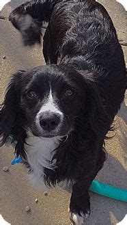 Love & leashes is located at westfield century city in los angeles, and started as a way to showcase shelter pets in a more welcoming, serene setting than the typical local shelter offers. Cocker Spaniel/Dachshund Mix Dog for adoption in Los ...
