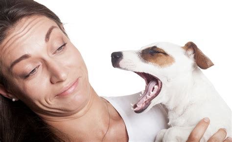 5 Reasons Your Dog Has Bad Breath Canine Campus Dog Daycare And Boarding