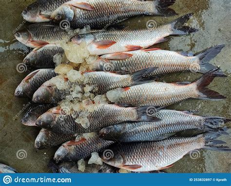Rohu Carp Labeo Rohita Fish Arranged In Row For Sale In Indian Fish