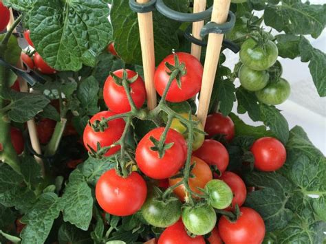 How To Use Tomato Cages And Tomato Plant Stakes The Old Farmers Almanac