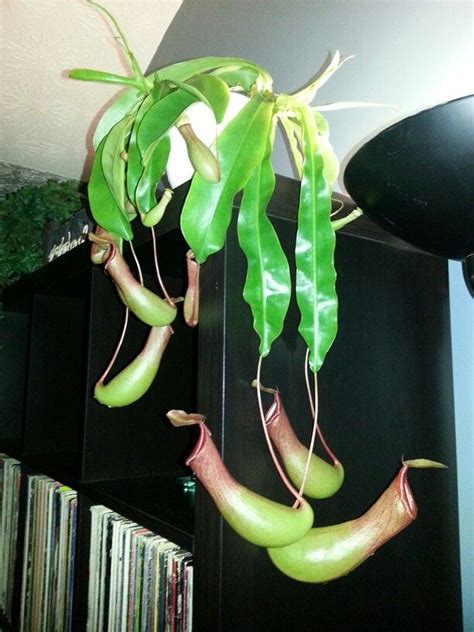 Insects have been eaten for thousands of years in many countries around the world. Pitcher plant...it eats insects- though it is not an ...