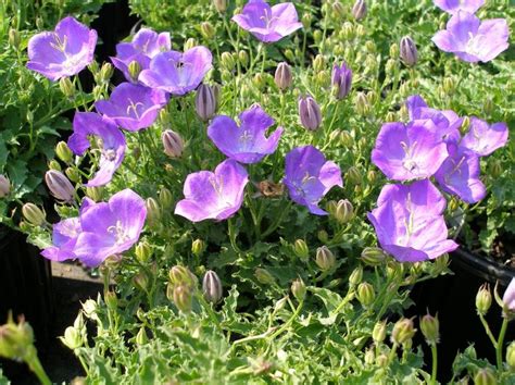 Full shade flowering perennials thrive in areas that receive no direct sunlight, even though they often do receive some sunlight, largely in the form of clusters of tiny blue flowers smother the plants every spring. zone 4 plants - Yahoo Image Search Results | Plants, Blue ...