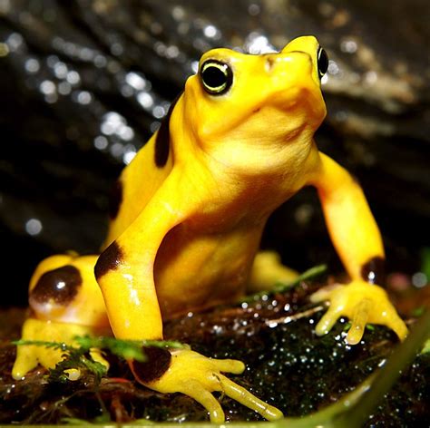 Golden Frog From Panama National Aquarium Baltimore Maryland