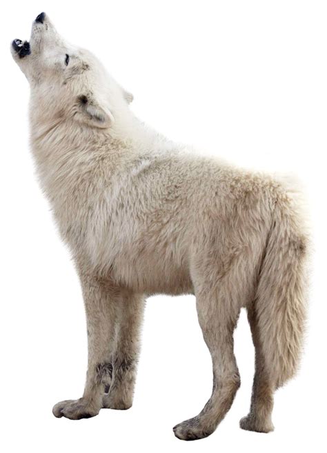 Wolf Png Image Purepng Free Transparent Cc0 Png Image Library