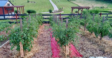 How And Why To Prune Tomatoes For A Better Crop Hometalk