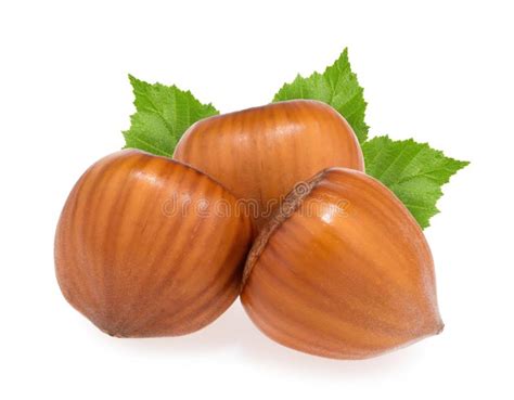 Hazelnuts Isolated On White Background Stock Image Image Of Ripe