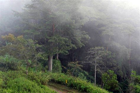 La Foresta Equatoriale Camerun