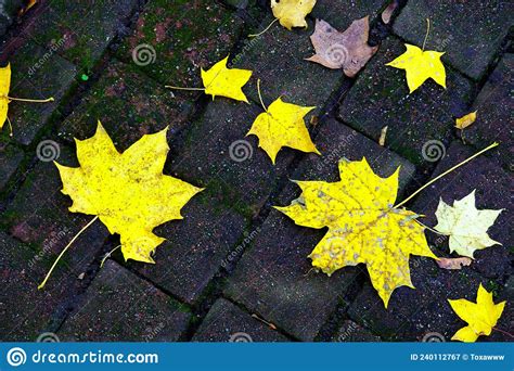 Yellow Leaves On Pavement In Autumn Stock Image Image Of Organic