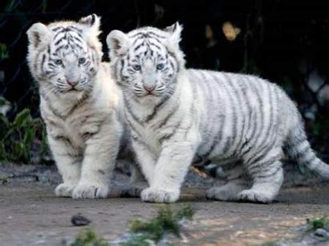 Baby tiger videos in this cute baby tigers video. Baby White Tigers Wallpapers - 2013 Wallpapers