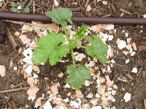 I did try coffee grounds as a fertilizer and they've done miracles ! Gardening Folklore: Egg Shells & Coffee Grounds - The ...