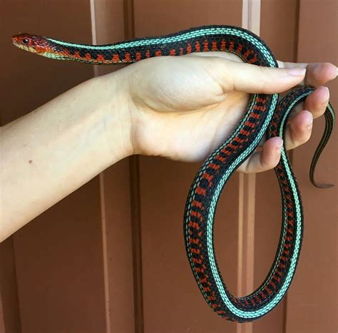 California Red sided Garter Snake | Pet snake, Garter snake, Snake