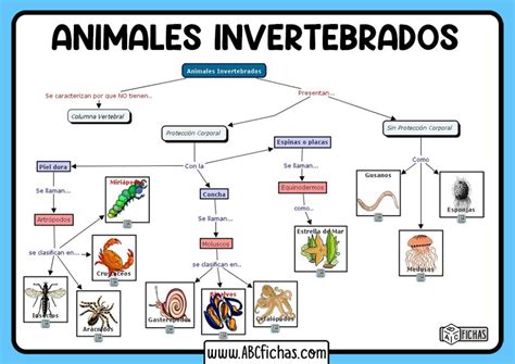 Los Animales Invertebrados Clasificación Y Tipos De Invertebrados