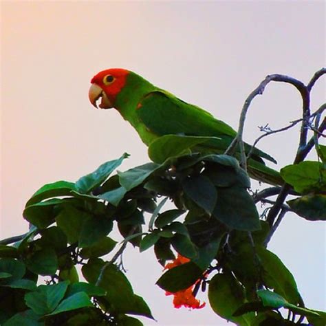 Red Head Green Parrot Hawaii Bird Animal Sunny H Flickr