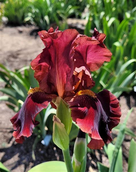 Tall Bearded Iris Iris Red At Night In The Irises Database