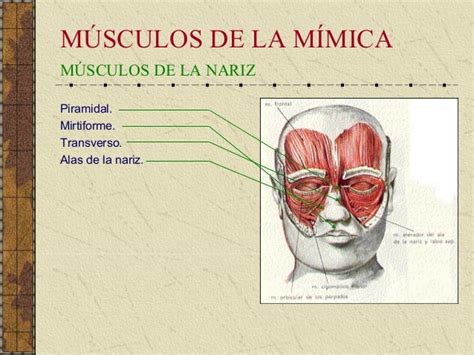 Anatomia Funcional De Los Musculos De La Cara