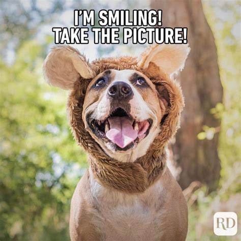 45 Hilarious Dog Memes Youll Laugh At Every Time Readers Digest Vlr