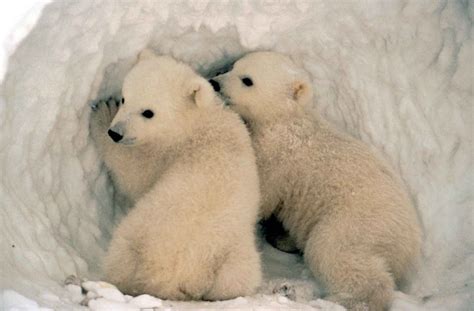 Filepolar Bear Cubs In The Snow Wikimedia Commons