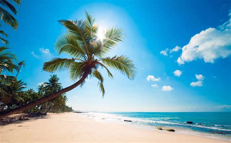 Ocean Palm Trees Beach Shore Tropics Wallpaper 2968x1837 393087