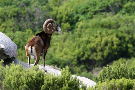 The Corsican Mouflon Is Now Protected Officiële Website Voor Toerisme