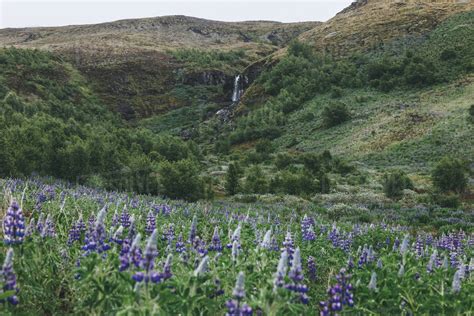 Beautiful Iceland Landscape With Purple Field Flowers On Foreground