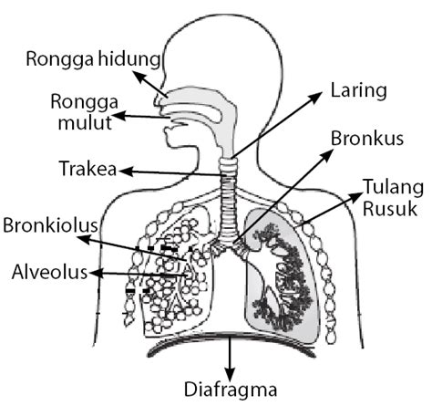 Alveoli alveoli adalah percabangan bronkhioli diameter sekitar 0,5 mm dengan ujung buntu membentuk kantung disebut alveolus.fungsi : Sistem Pernapasan Manusia - GuIlAnMu