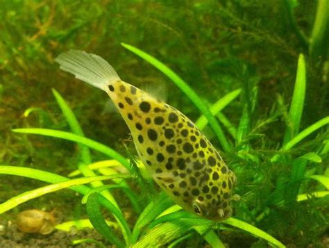 Keeping Green Spotted Puffers Size Diet And More