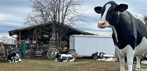 Pendergrass Ga Giant Flea Market Cow