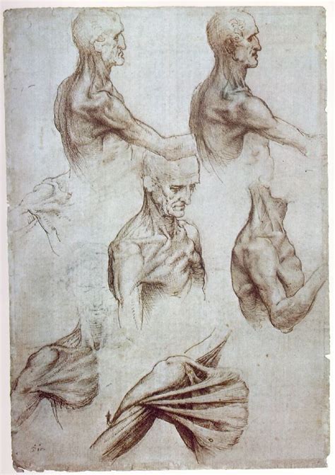 Muscles Of The Neck And Shoulders Leonardo Da Vinci C With