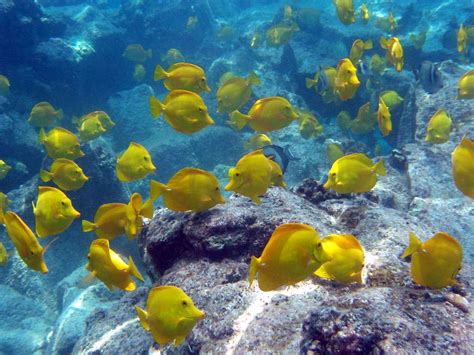 Ethical Battle Over Harvesting Aquarium Fish In Hawaii Cbs News