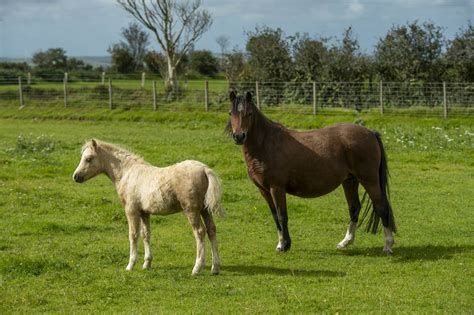 Gallery Welsh Mountain Ponies Moelbanc Stud