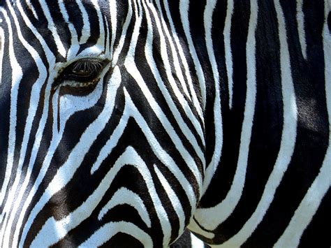 Nature's Patterns | Jo | Flickr
