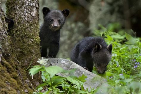 Orphaned Bear Cub Gets A New Chance At Life In The Wild The Blade