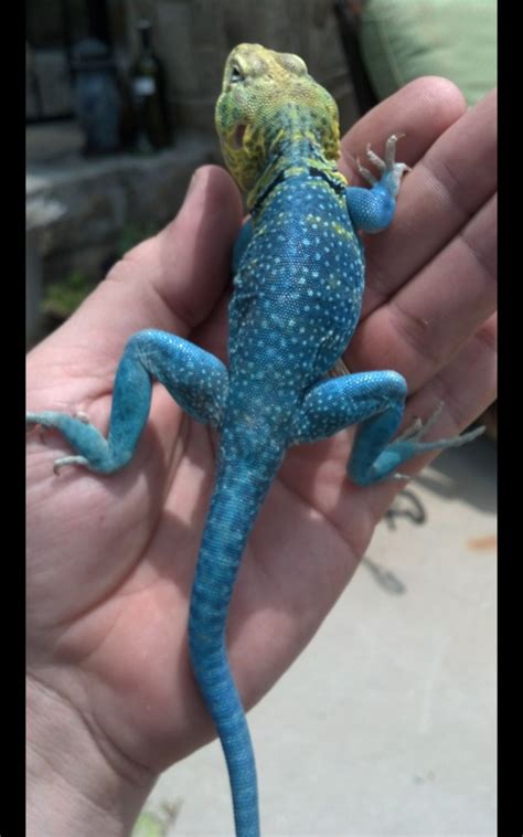 Cbb Blazing Blue Collared Lizards Faunaclassifieds
