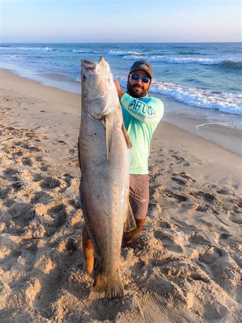 Giant White Seabass Could Break 67 Year Old World Record