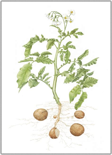 Syarat Tumbuh Tanaman Kentang Solanum Tuberosum L Anakagronomy Dot Com