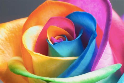 Rainbow Roses Most Colourful Flowers In The World Cat