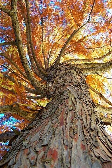 Odditrees 20 Interesting Trees Фото дерево Осенние картинки Пейзажи