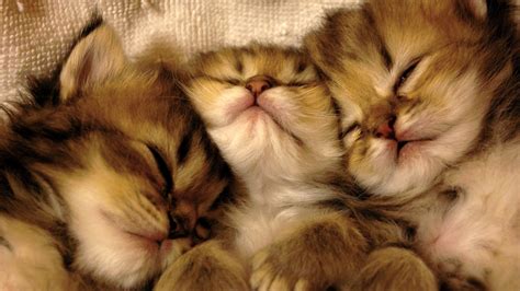 Three Sleeping Kittens Hd Wallpaper Background Image