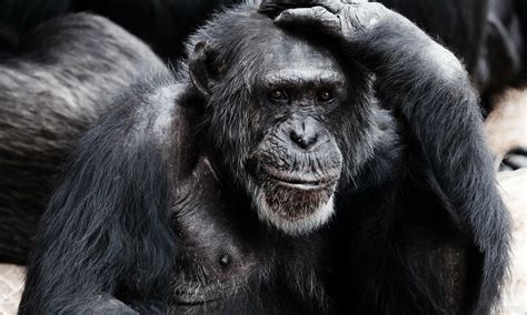 Chimpanzees Found To Age In Ways Similar To Humans