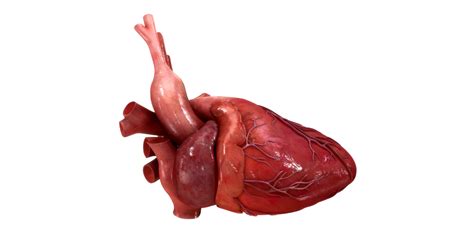 Heartworks Ar Intelligent Ultrasound